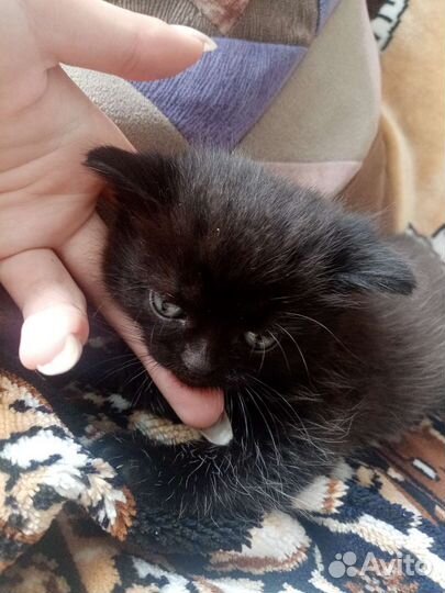 Кошка в дар бесплатно