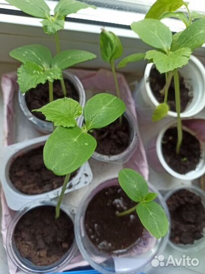 Рассада огурцов хрумка. Раннеспелые