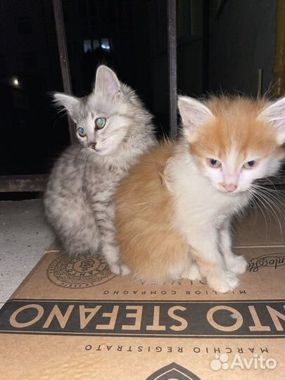 Кошка в дар