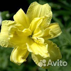 Многолетние растения