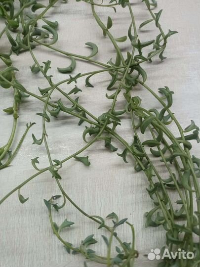 Сенецио в ассортименте