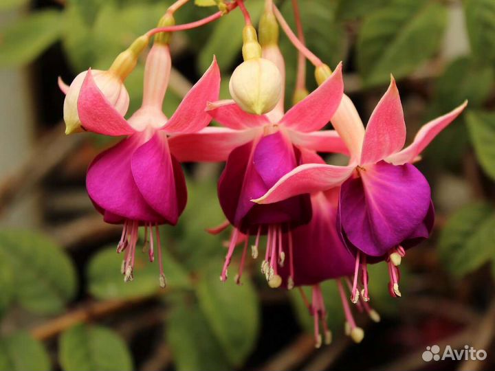 Комнатные цветы растение фуксия