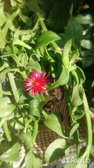 Комнатные цветы