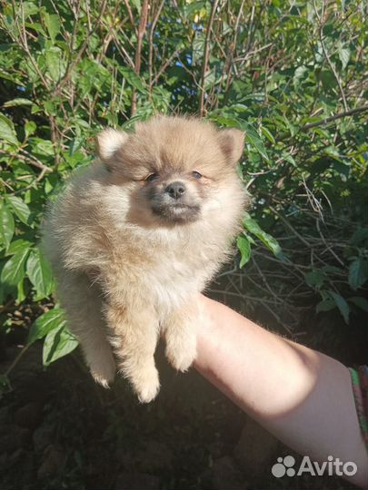 Малый немецкий шпиц щенки