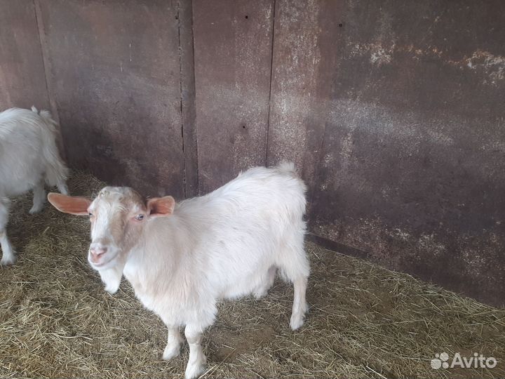 Козел зааненский