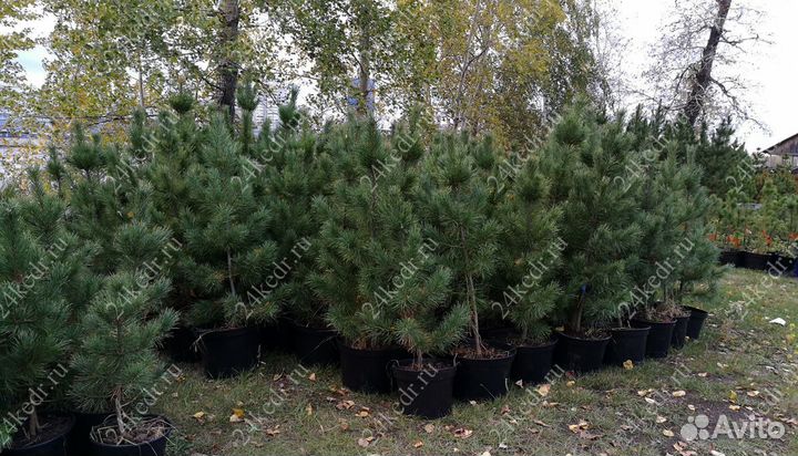 Сибирский кедр экстра класс. Саженцы