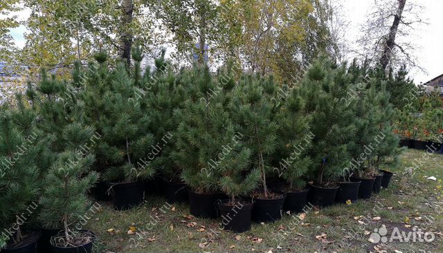 Сибирский кедр экстра класс. Саженцы