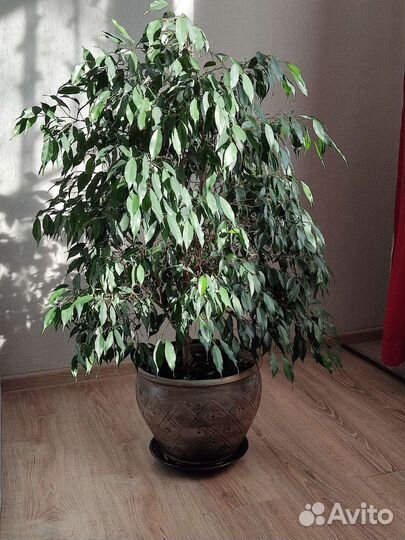 Фикус бенджамина большой