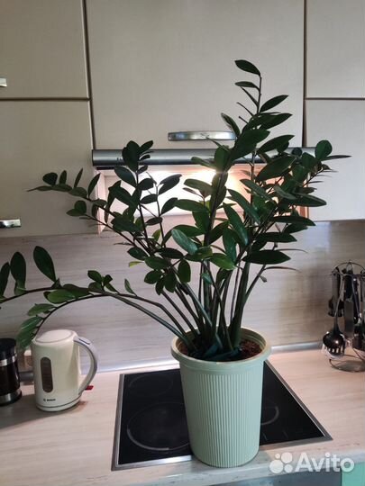 Замиокулькас