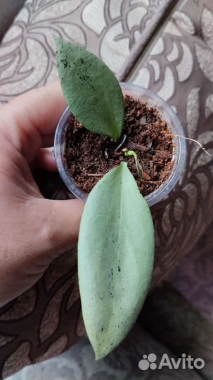 Hoya/Хойя