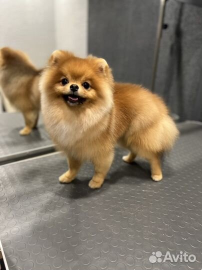 Стрижка кошек и собак, качественный груминг