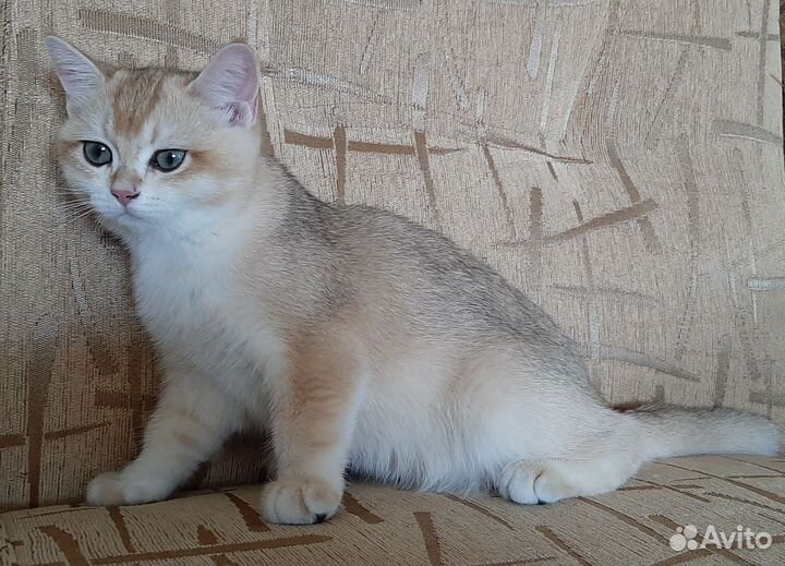 Котята золотая шиншилла ny 12