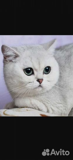 Кот Британская шиншилла