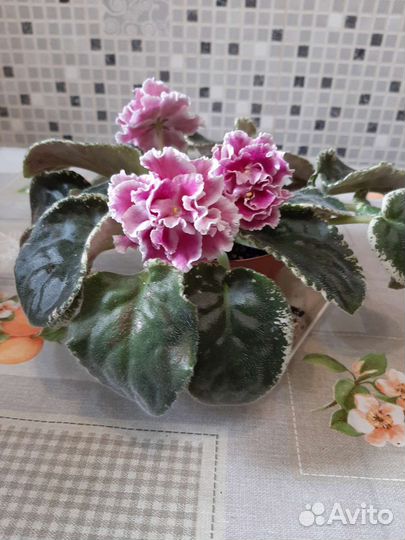 Сортовые фиалки