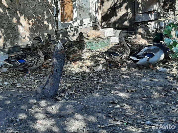 Подсадные утки