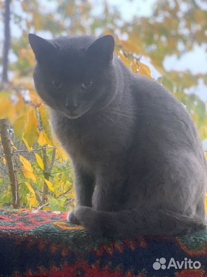 Кошка в дар