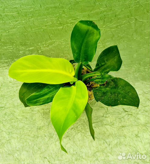 Филодендрон Moon Light