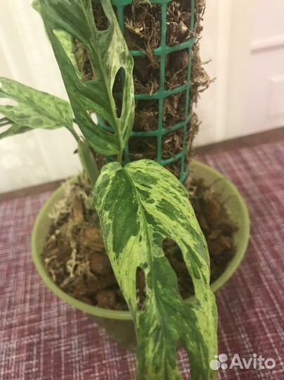 Монстера Индо Минт