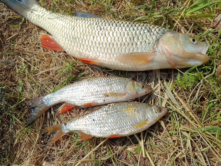 Участок 15 сот. (СНТ, ДНП)