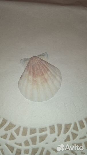 Морские ракушки