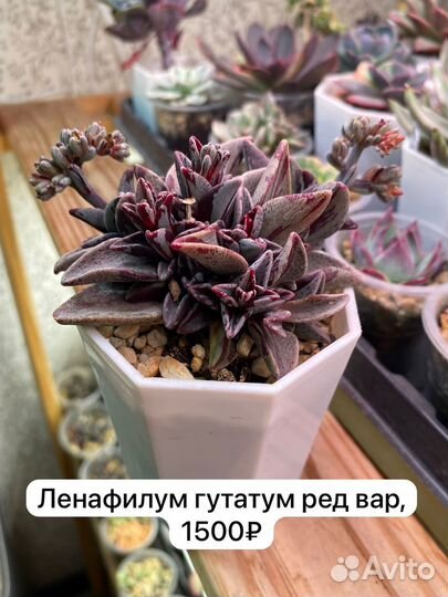 Суккуленты