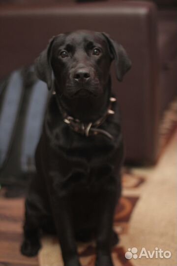 Вязка. не продаётся