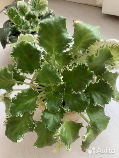 Фиалка белая королевская