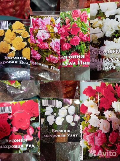 Бегонии