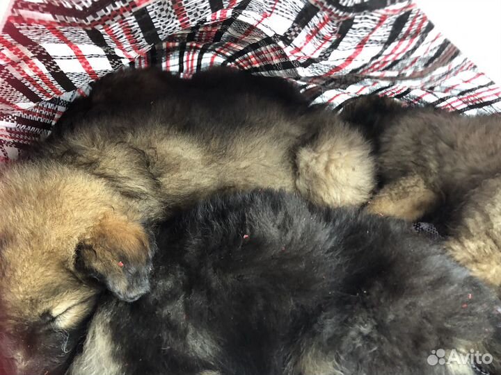 Щенята в доьрые руки