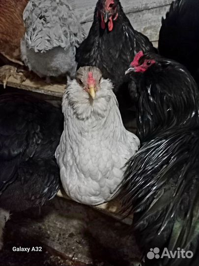 Яйцо инкубационное кур породы амераукана