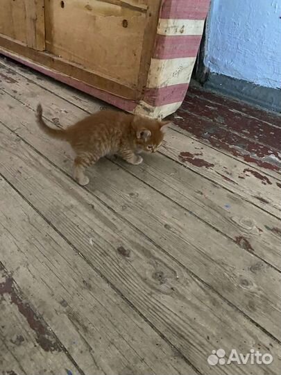 Кошка в дар бесплатно