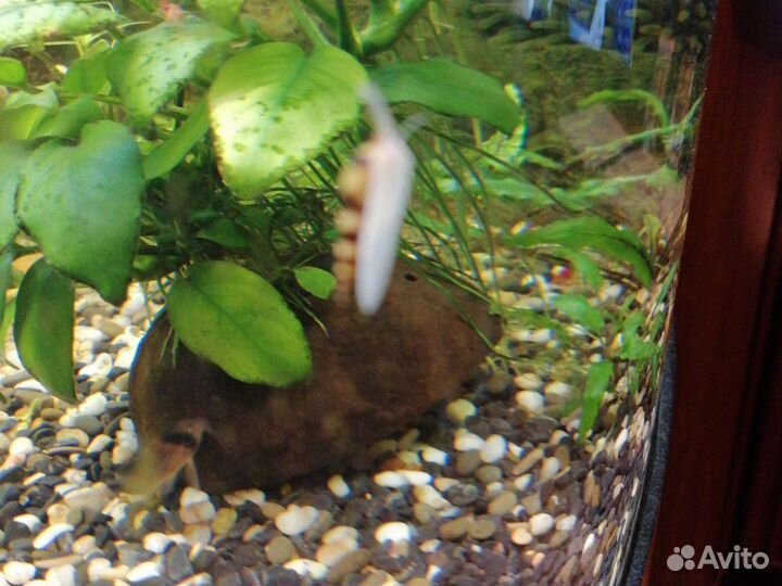 Улитка Хелена