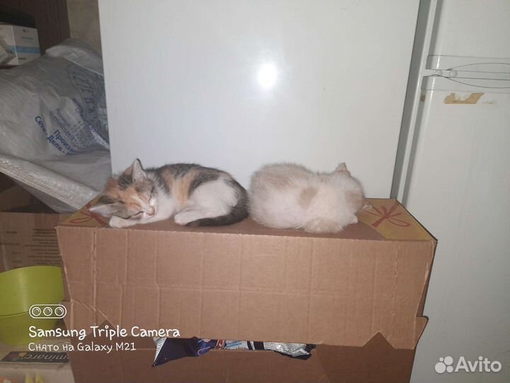 Кошки в добрые руки бесплатно