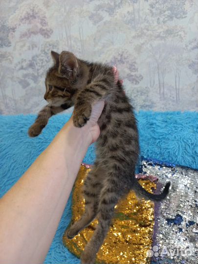 Котёнок в добрые руки бесплатно