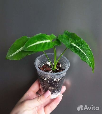 Сингониум вендланда