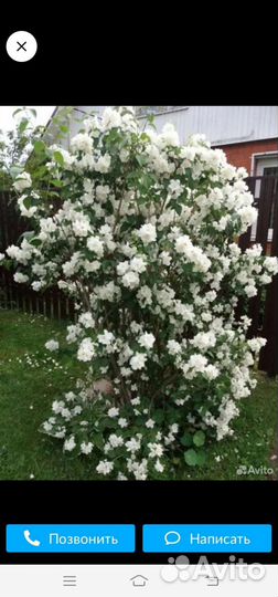 Жасмин (чубушник) саженцы