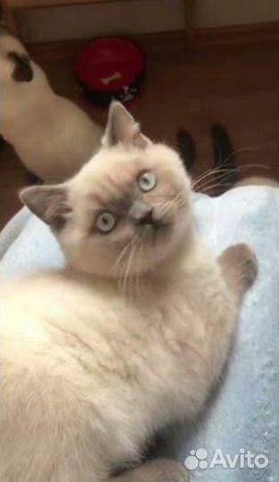 Продаю британских котят