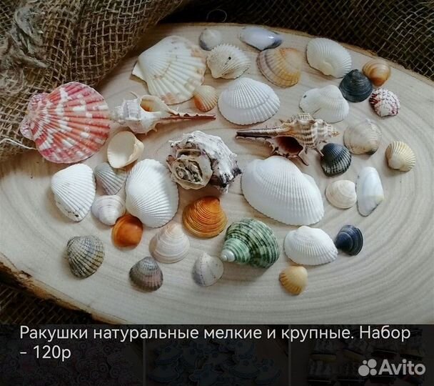 Набор ракушек натуральных