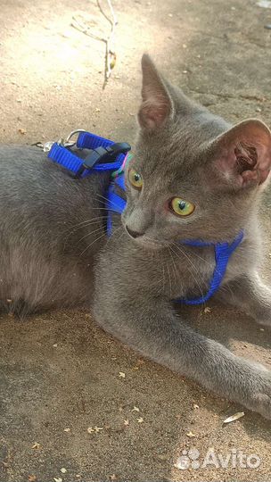 Том ищет дом