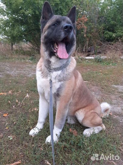 Вязка. Акита