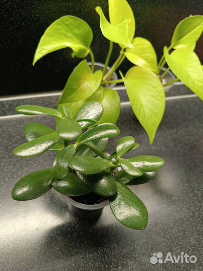 Комнатные растения