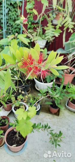 Калистемон