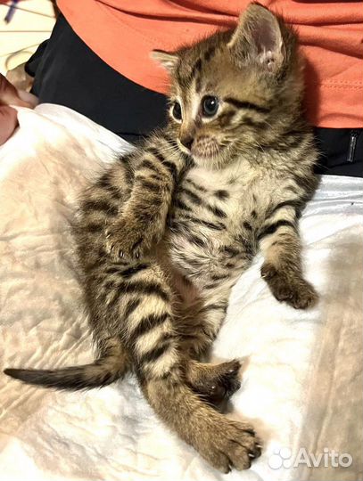 Котятки лапуси