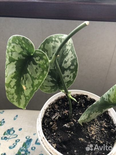 Комнатные растения цветы