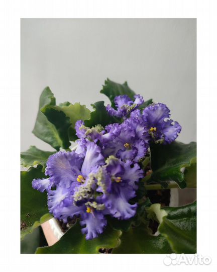 Детки сортовых фиалок