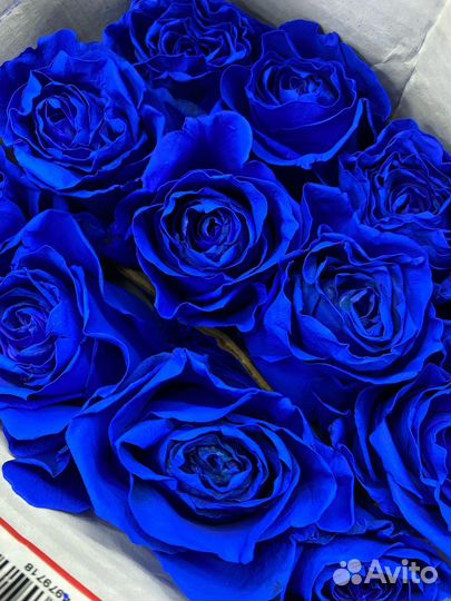 Синие розы радужные розы доставка цветов нур