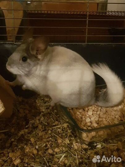 Шиншиллы из мини-питомника