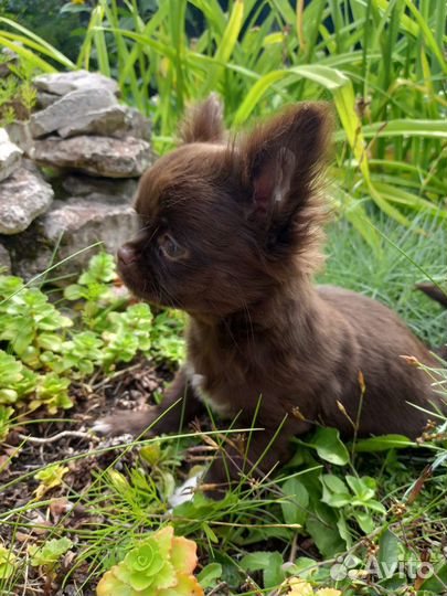 Чихуашечки