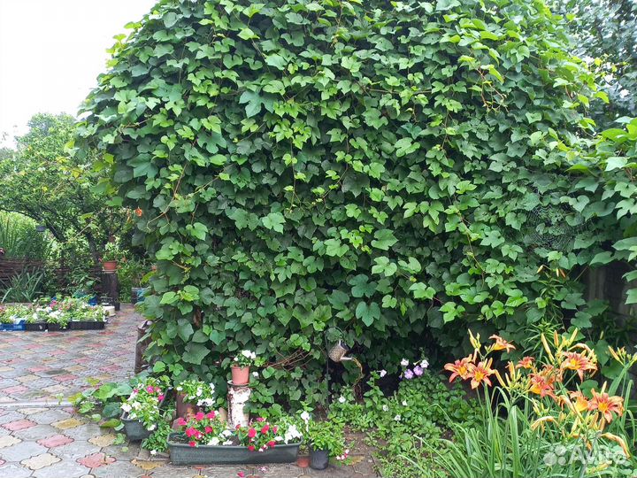 Саженцы малины,ирги,калины,абрикос, виноград,слива