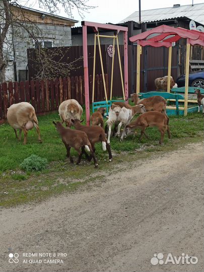 Овцы бараны катумские